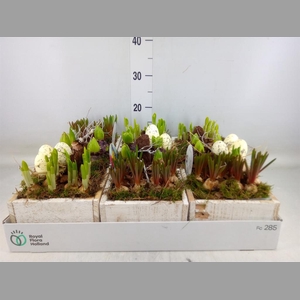 Arr.   Bol/Knolgewas L%