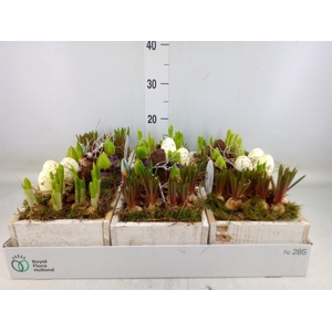 Arr.   Bol/Knolgewas L%