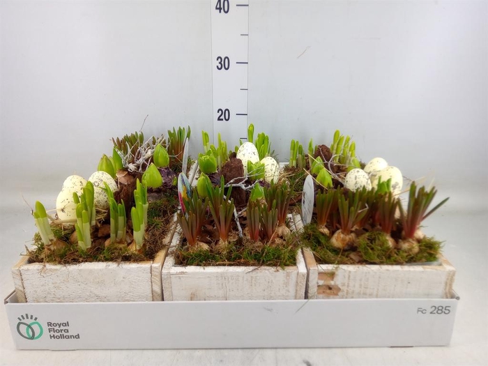 <h4>Arr. Bol/Knolgewas L%</h4>