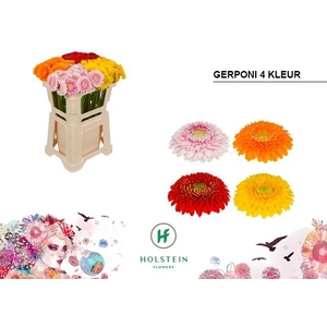 Germini Pomponi Mix 4 Kleur Water