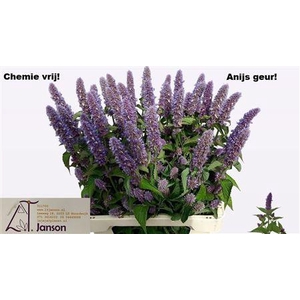 AGASTACHE OV