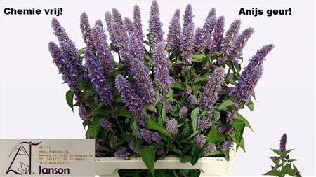 <h4>AGASTACHE OV</h4>