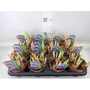 Crocus vernus 'Pickwick'