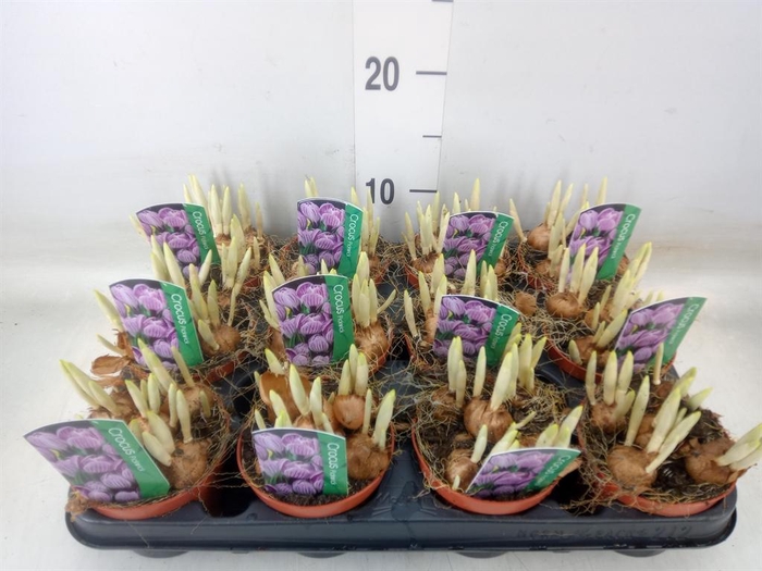 <h4>Crocus vernus 'Pickwick'</h4>