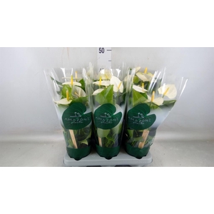 Anthurium andr. 'Samora'