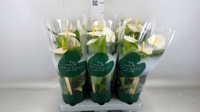 <h4>Anthurium andr. 'Samora'</h4>