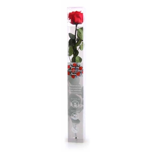 Roos op steel xl Plexi 55cm Red