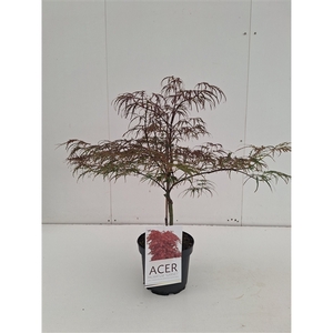 Acer palmatum Garnet