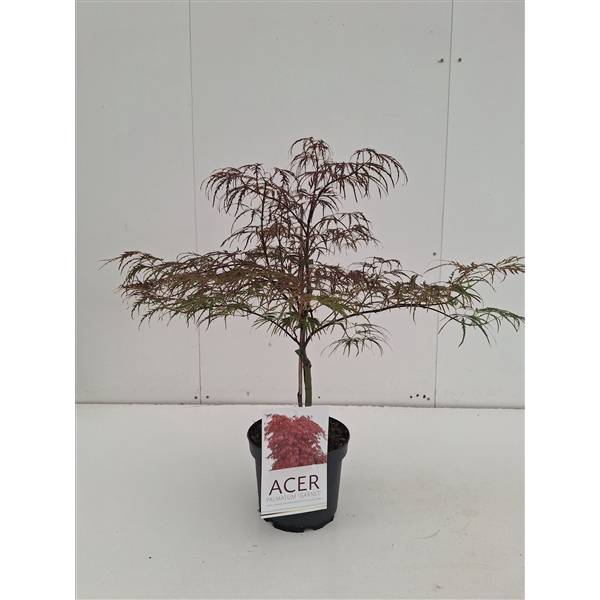 <h4>Acer palmatum Garnet</h4>