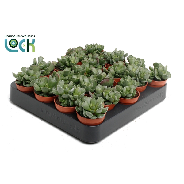 <h4>Adromiscus Cristatus</h4>