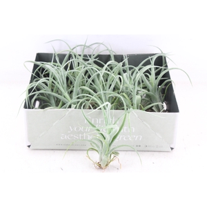 arr3 CP - Curly slim x15