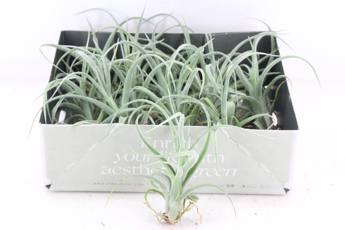 <h4>arr3 CP - Curly slim x15</h4>