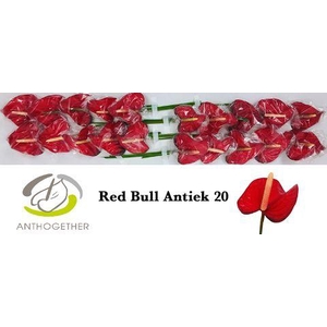 ANTH A RED BULL ANGEBOT