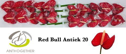 <h4>ANTH A RED BULL ANGEBOT</h4>