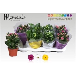 Kalanchoe blossfeldiana gevuld gemengd 3 kleuren