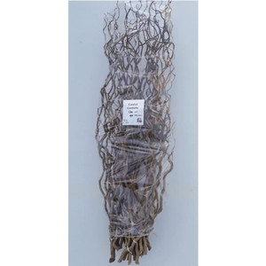 CORYLUS AVELLANA CONTORTA 120 CM X40 TAK