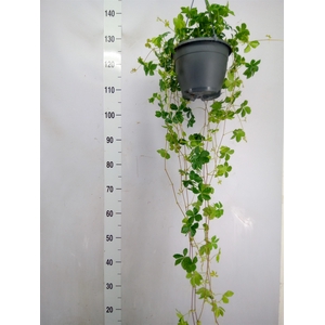 Parthenocissus    ...