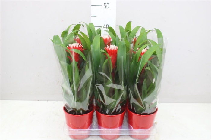 <h4>Guzmania Hope Keramiek</h4>