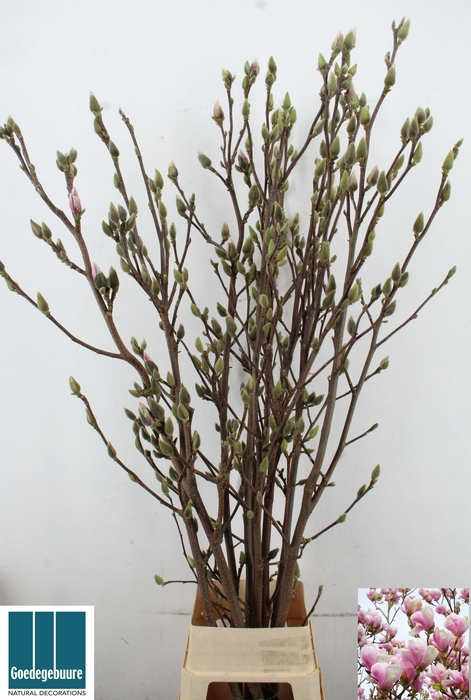 <h4>MAGNOLIA OV</h4>