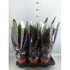 Calathea lancifolia