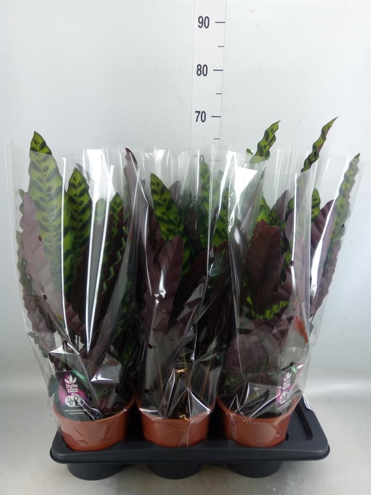 <h4>Calathea lancifolia</h4>