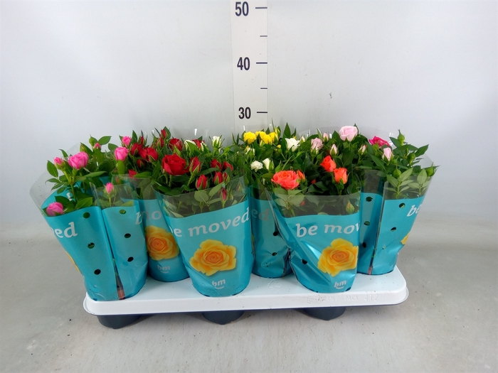 <h4>Rosa  'Beau Monde'   ...mix</h4>
