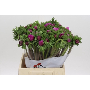 Anemone Galil Cerise