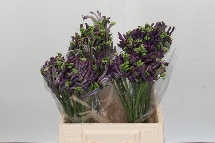 <h4>Anigozanthos Overig</h4>