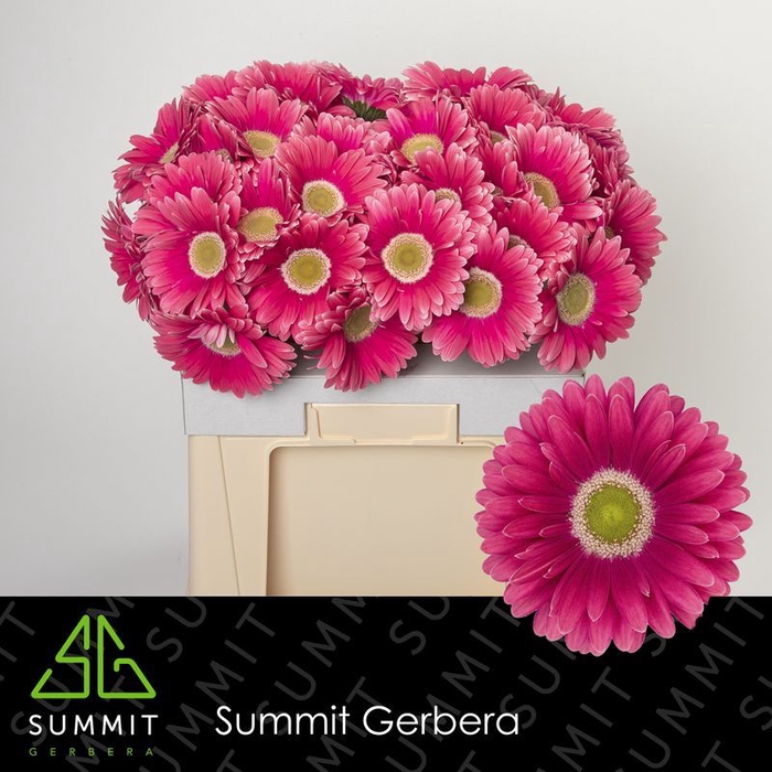 <h4>Gerbera Unique Water</h4>