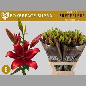 Li La Pokerface Supra