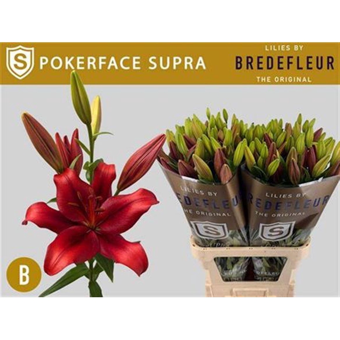 <h4>Li La Pokerface Supra</h4>