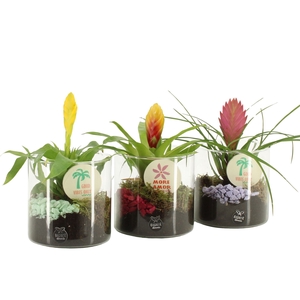 Arr.   Planten L%