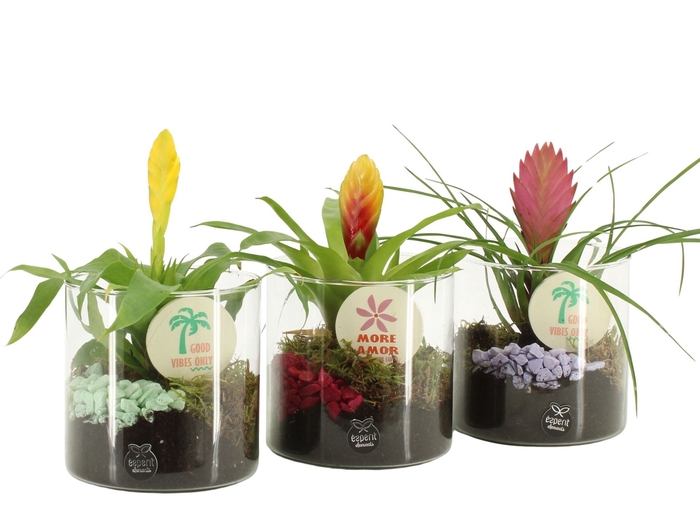 Arr.   Planten L%