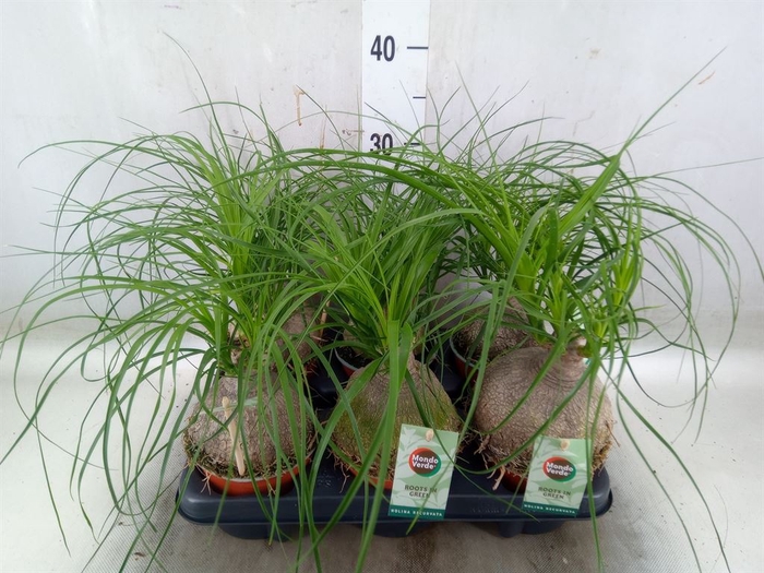 <h4>Beaucarnea recurvata</h4>
