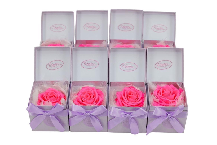 <h4>Arrangementen Potroos H%</h4>