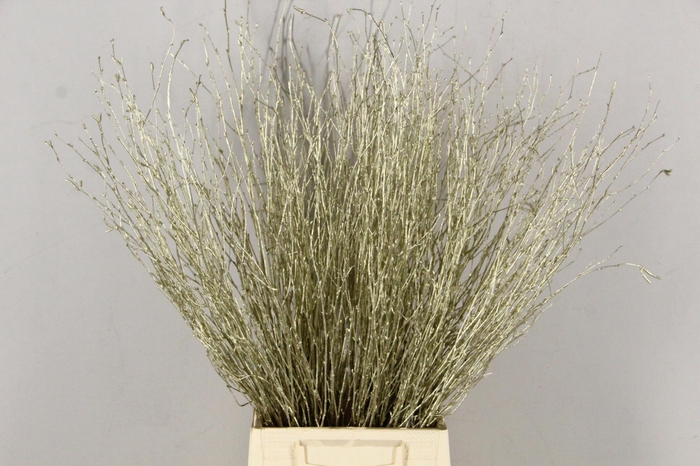 <h4>Betula paint platinum</h4>