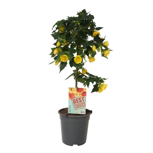 Abutilon Geel (Julia)