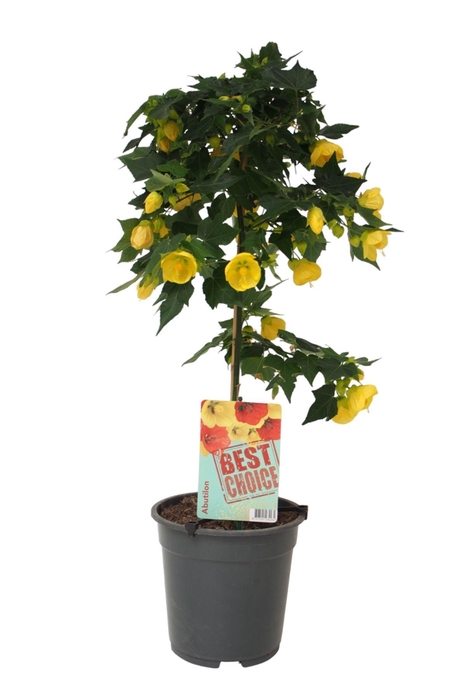 <h4>Abutilon Geel (Julia)</h4>