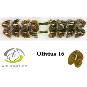 Anthurium Olivius
