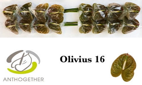 <h4>Anthurium Olivius</h4>