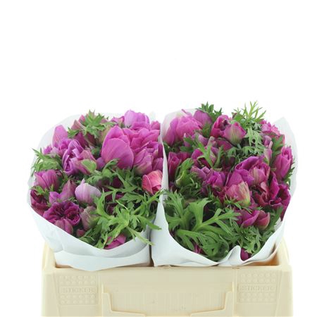 <h4>Anem Mistral Cerise Extra</h4>