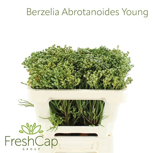 <h4>Berzelia Abrotanoides Young</h4>