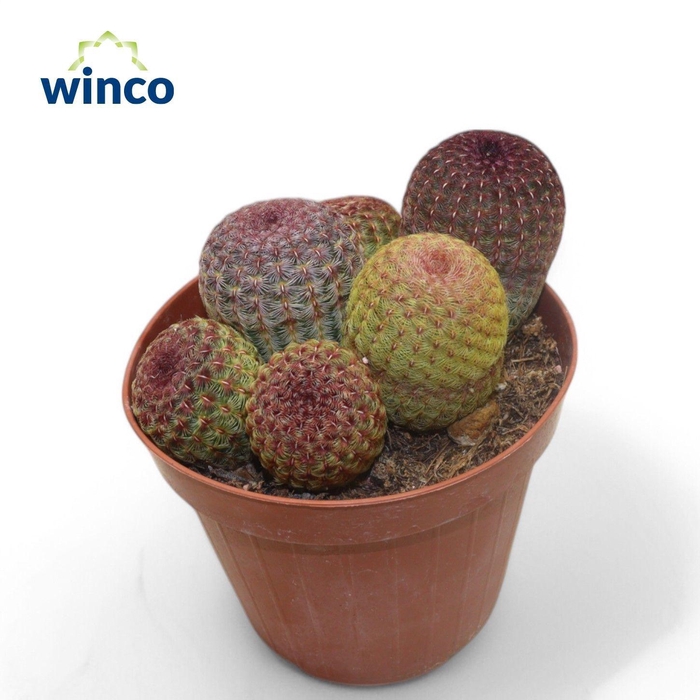 <h4>ECHINOC OV</h4>