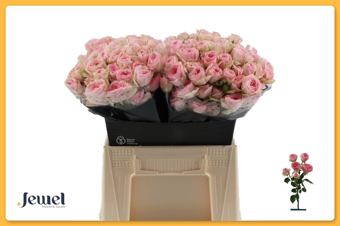 <h4>R TR YVETTE Water</h4>