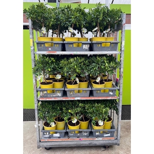 Citrus floridana Limon stem (s2)