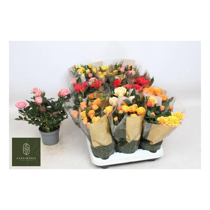 <h4>Ro Kordan Grande Gem</h4>