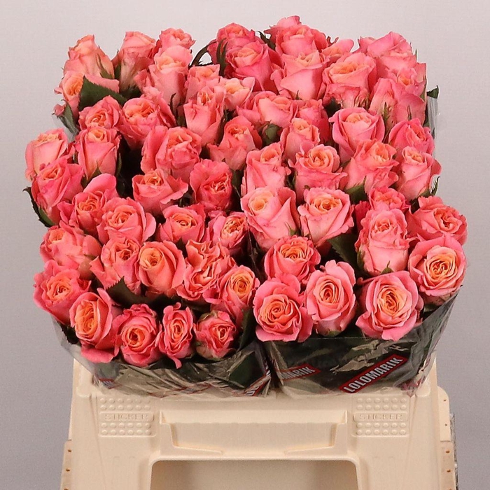 <h4>Rosa large miss piggy</h4>