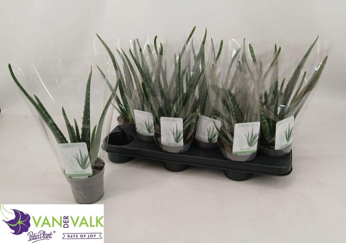 <h4>ALOE VERA</h4>