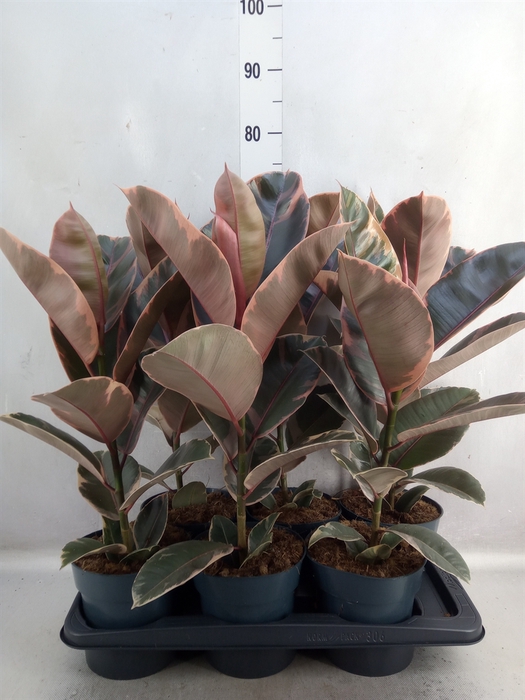 <h4>Ficus elastica 'Belize'</h4>