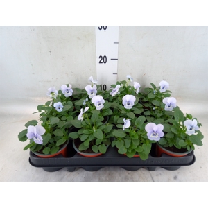 Viola corn. 'Evo Mini Marina'